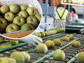 農林水産物の旬：梨（幸水）の出荷