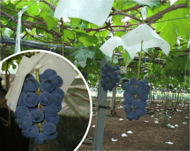 農林水産物の旬：ぶどう（ピオーネ）の収穫