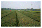 園地改良・改植等