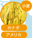 小麦:カナダ、アメリカ
