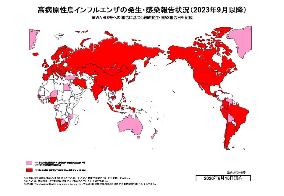 世界における高病原性鳥インフルエンザ(HPAI)の発生・感染報告状況を示すシンプルな世界地図。2023年9月以降のデータで、2026年4月13日現在の状況。赤色で塗られた国・地域は2023年9月以降に感染報告があった地域、ピンク色は2023年9月以前に感染報告があった地域を示す。北米、南米、ヨーロッパ全域、ロシア、中国、東南アジアなど広範囲が赤色で塗られており、世界的なパンデミック状況が視覚的に理解できる。地図のみで構成されたシンプルなバージョン。右下にWOAH等のデータソースと2026年6月15日現在の日付が記載されている。