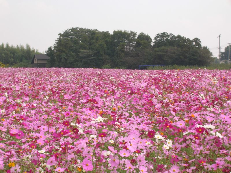 蓮田市 コスモス畑