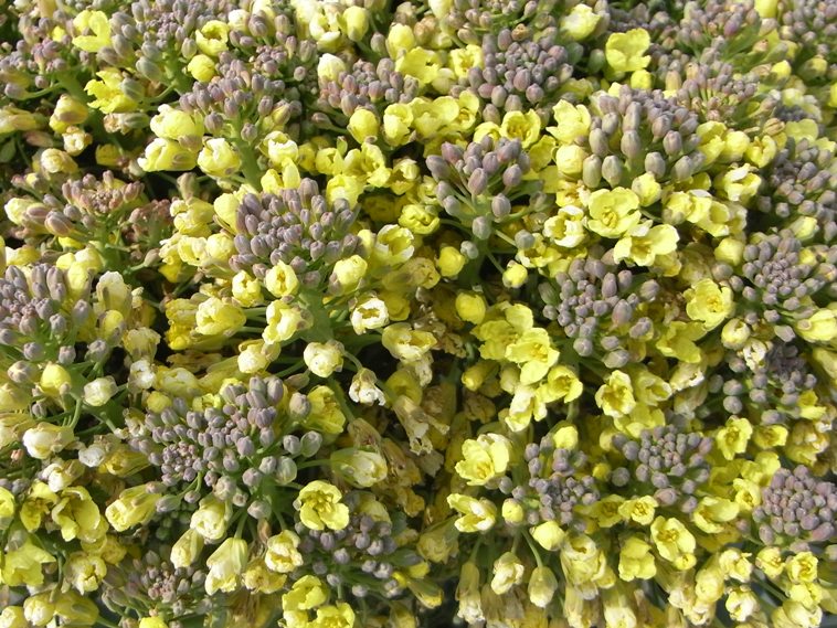 あきる野市「ブロッコリーの花」（1月21日）