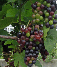 wine1