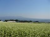 行幸田そば祭り会場全景　手前：ソバ畑