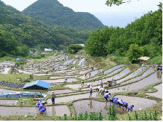 駿河湾を見渡す棚田