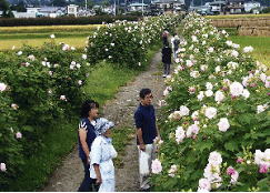日本一の酔芙蓉農道