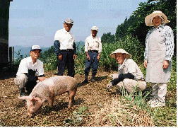 耕作放棄地での豚の放牧