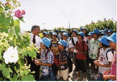 酔芙蓉の説明を受ける地元小学校児童