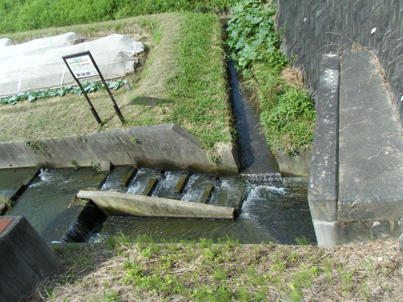 階段式魚道