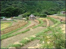 北山の棚田
