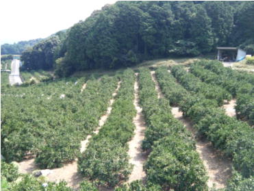 機械化対応となったみかん園