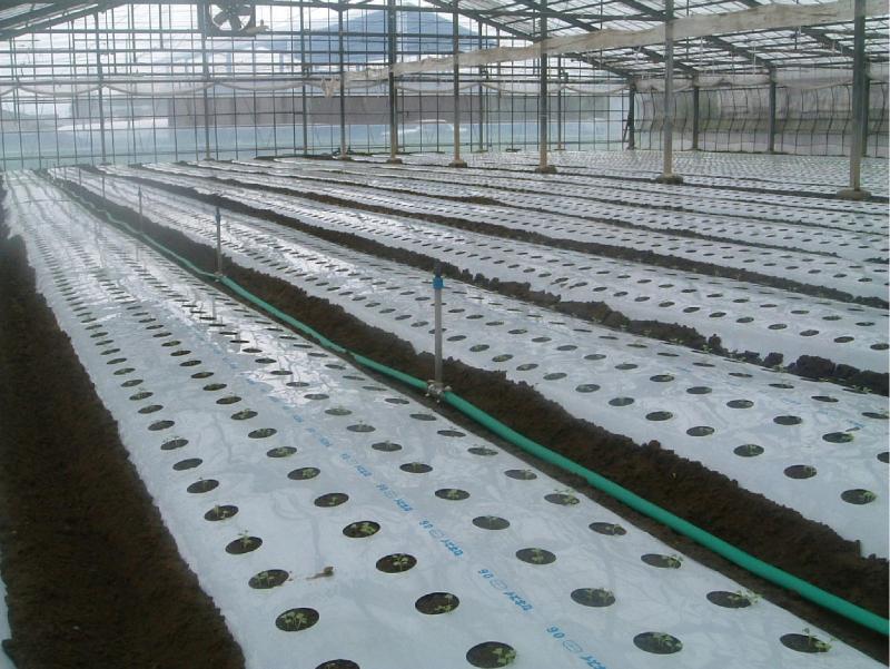 水稲育苗用スプリンクラーによるかん水