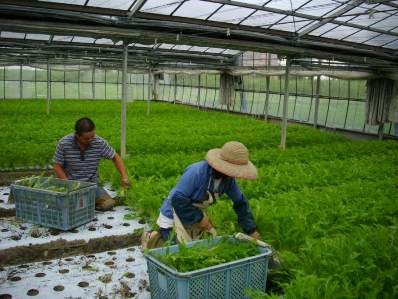 みず菜の収穫作業