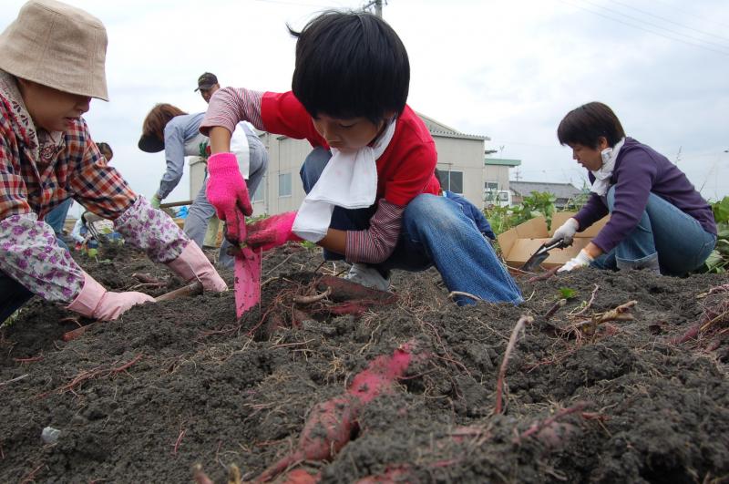 子供たちのサツマイモ堀りの様子