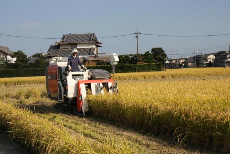 水稲の収穫状況