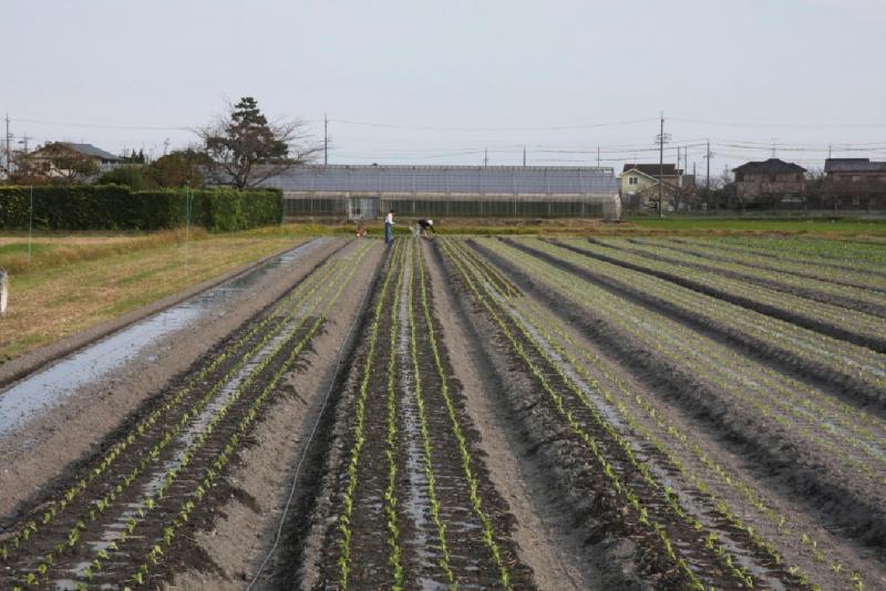 定植されたレタス