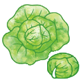 キャベツの絵