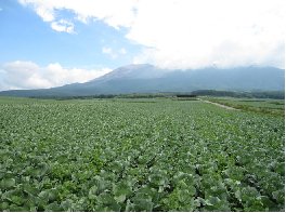 高原のキャベツ畑