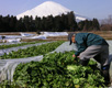 御殿場市・小山町の水かけ菜収穫風景