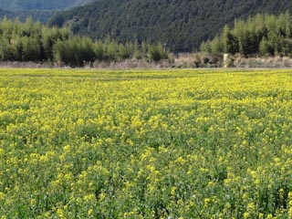 菜の花