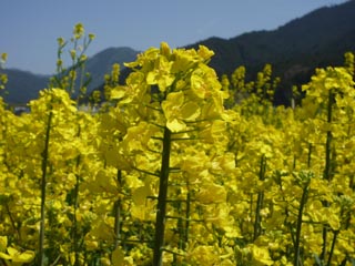 菜の花