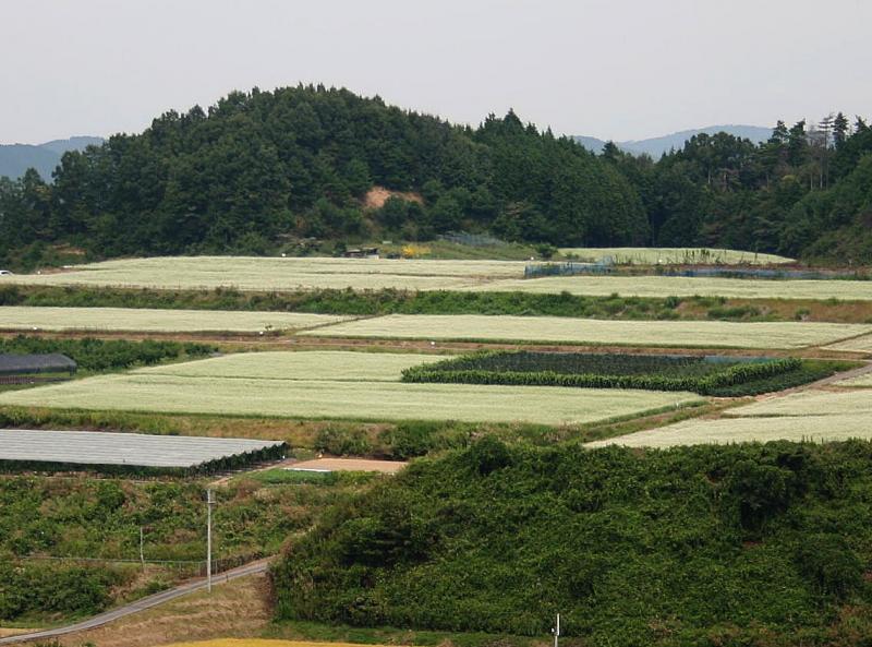 桜井市笠地区（奈良県）のそばの花