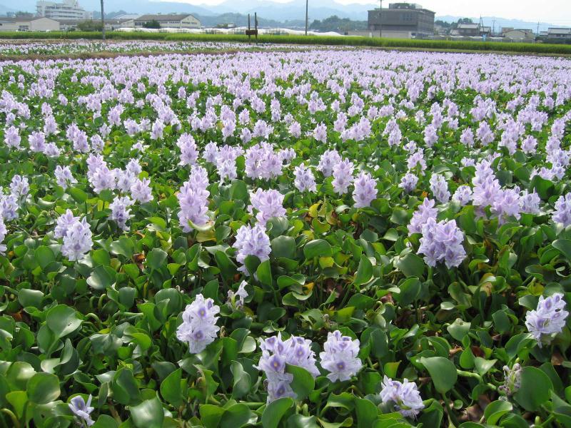休耕水田広がる淡紫の花