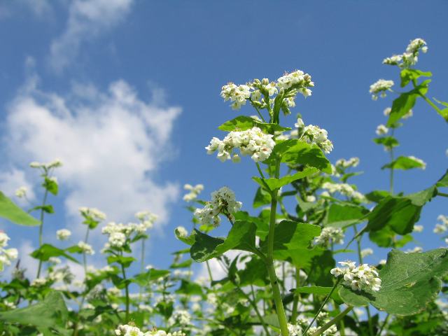 そばの花