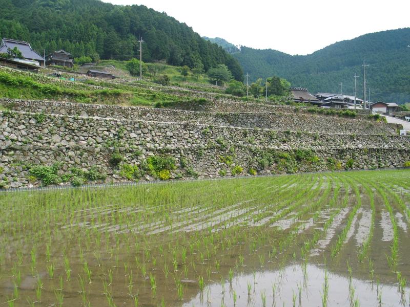 岩座神の棚田