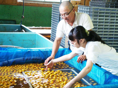 梅加工作業を教わる学生