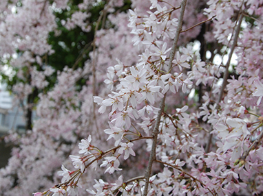 中庭の垂れ桜