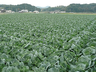キャベツほ場全景