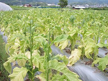 ほ場