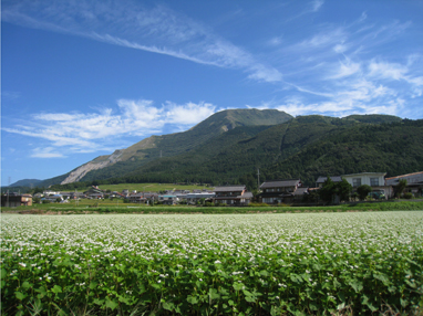 伊吹山とそばの花