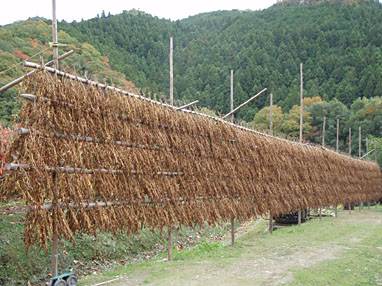 天日干し乾燥される黒豆