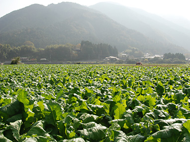 すぐき菜のほ場