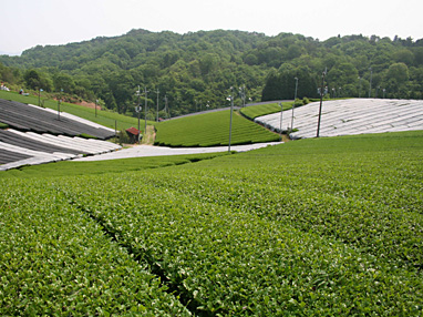 茶園