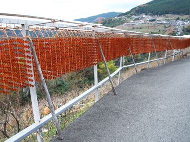 乾燥のため、干場に並んだ干柿