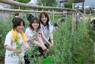 野菜の収穫体験