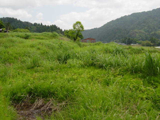 草地
