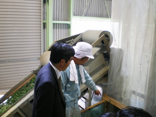 てん茶工場にて