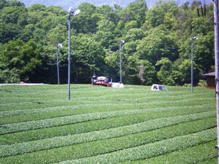 一番茶刈り取り中