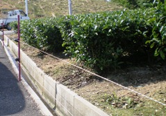 茶園の電柵