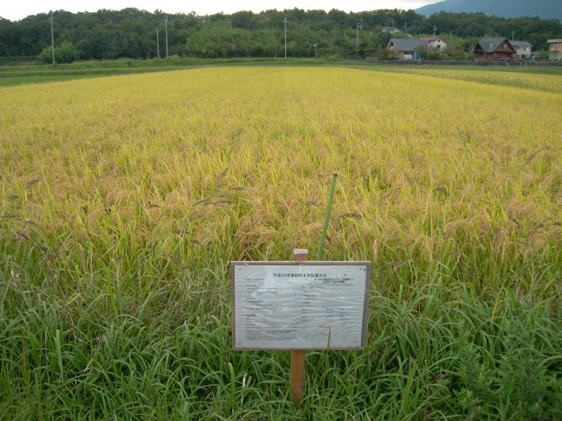 飼料用米ほ場