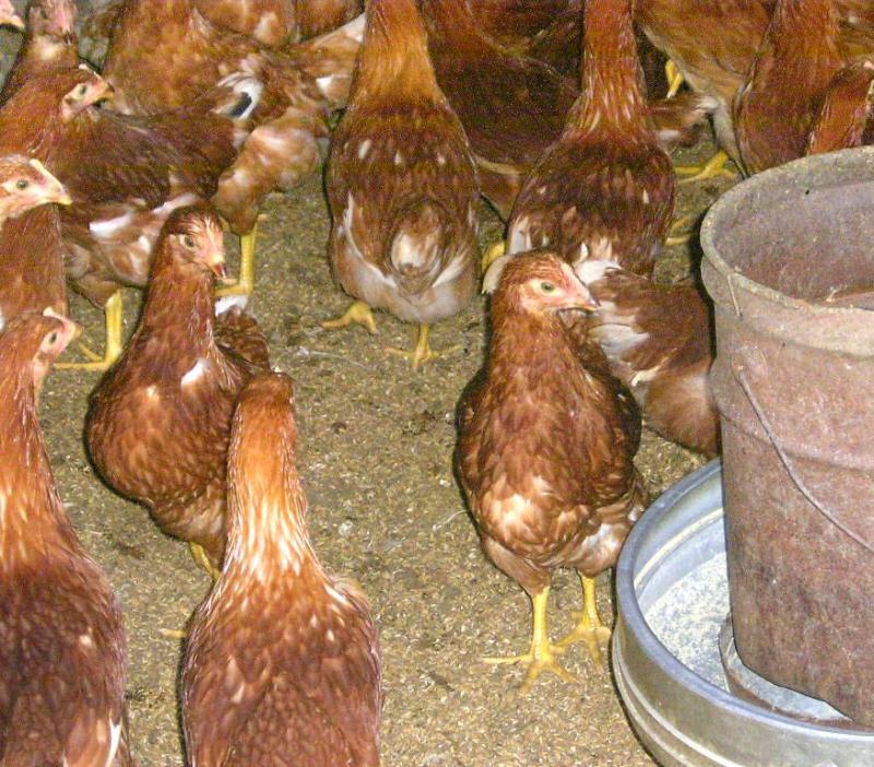 平飼の採卵鶏