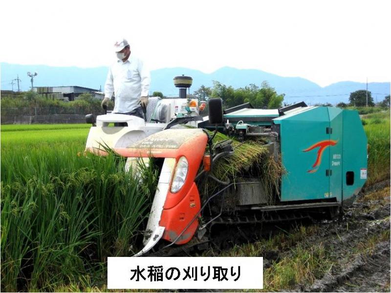 稲刈り取り