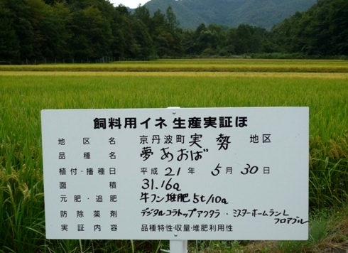 飼料用稲