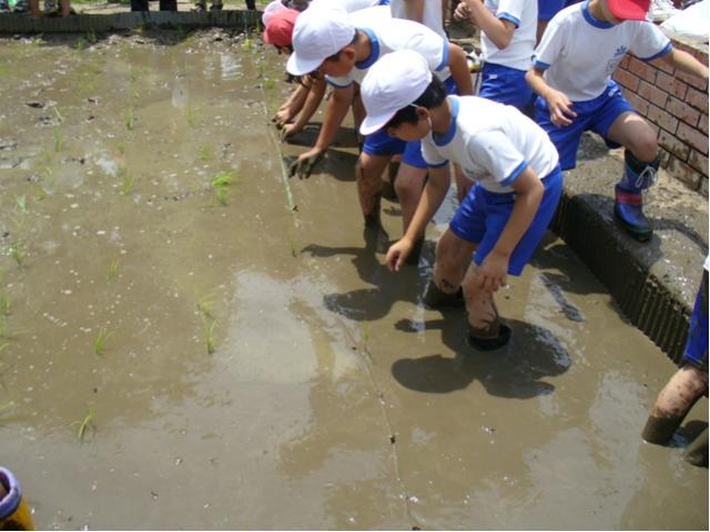潮小学校田植え1