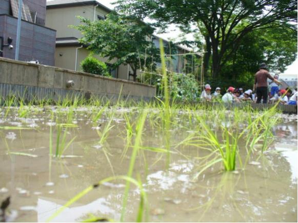 潮小学校田植え2